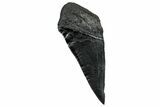 Partial Fossil Megalodon Tooth - Serrated edge #328982-1